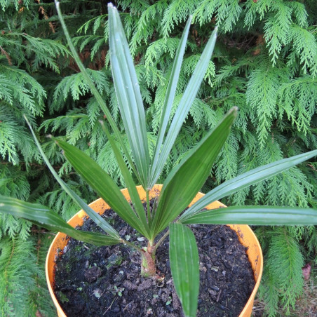 Trachycarpus naggy x wagnerianus