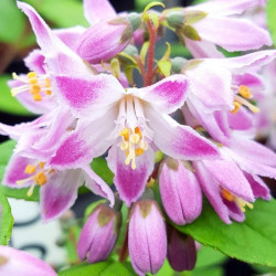 Deutzia raspberry sundae®