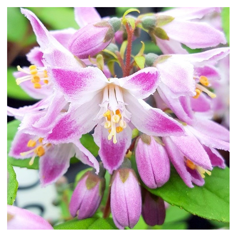 Deutzia raspberry sundae®