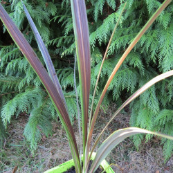 Cordyline electric star