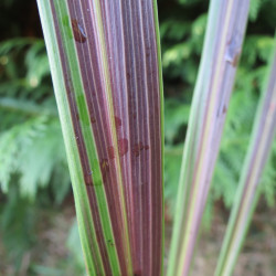 Cordyline electric star