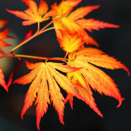 Acer palmatum Akane