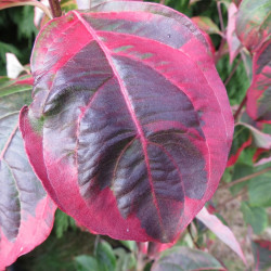 Cornus celestial shadow