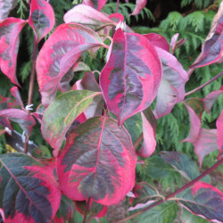 Cornus celestial shadow