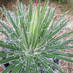 Agave multifilifera