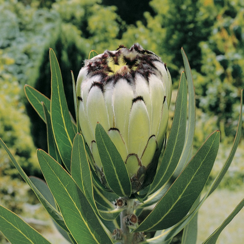 Protea cream mink