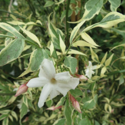 Jasminum officinalis argenteovariegatum
