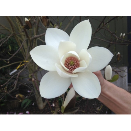 Magnolia joli pompon