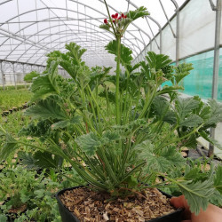 Pelargonium ardens