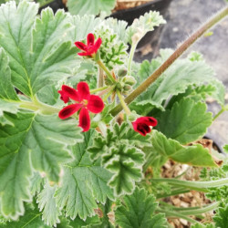 Pelargonium ardens