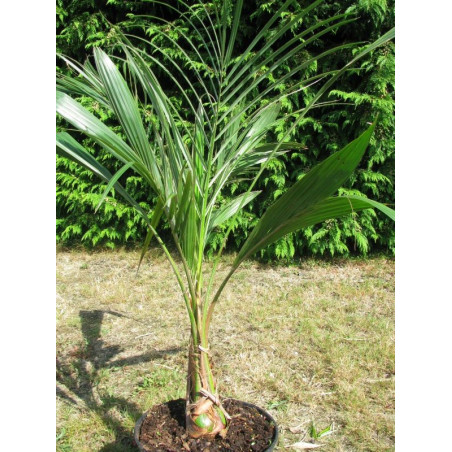 Parajubaea torallyi 'torallyi' 7 l