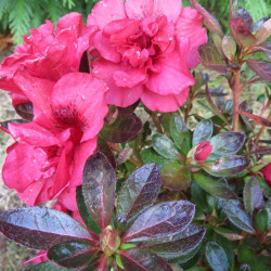 Azalea encore® bonfire