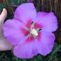 Hibiscus Rose Moon®