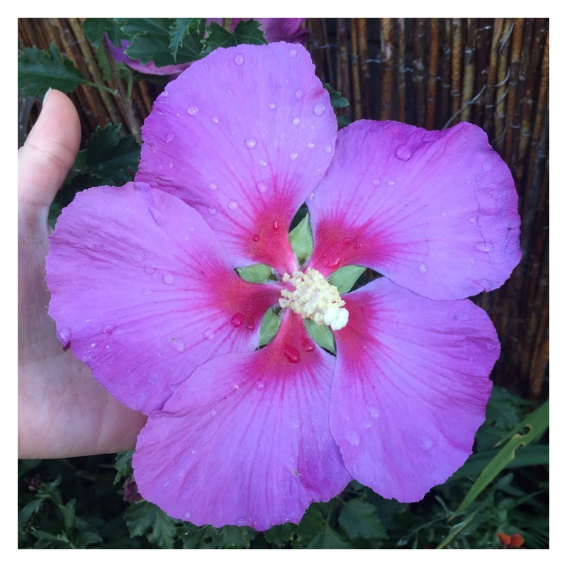 Hibiscus Rose Moon®