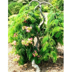 Albizia ishii weeping