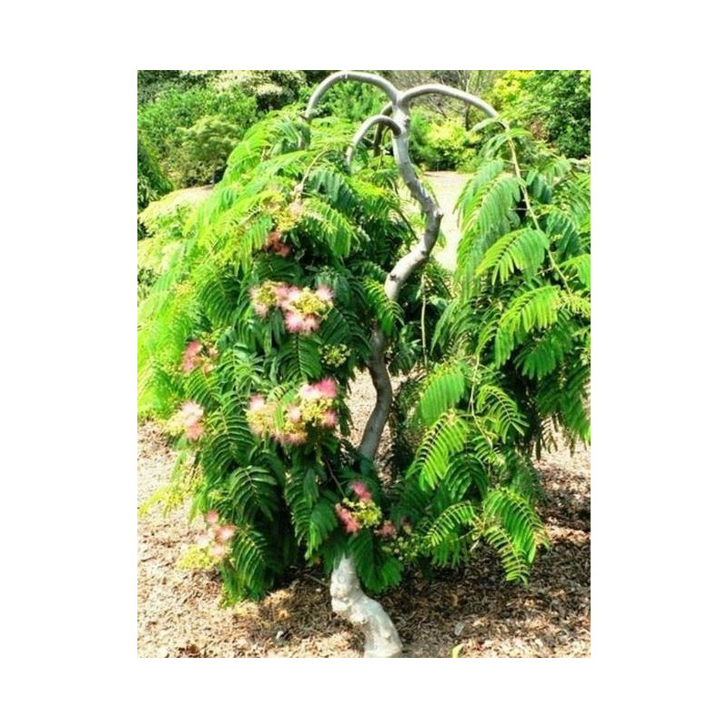 Albizia ishii weeping