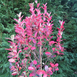 Amelanchier canadensis rainbow pillar®