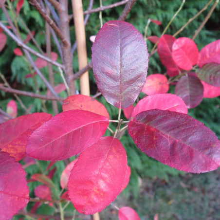 Amelanchier canadensis rainbow pillar®