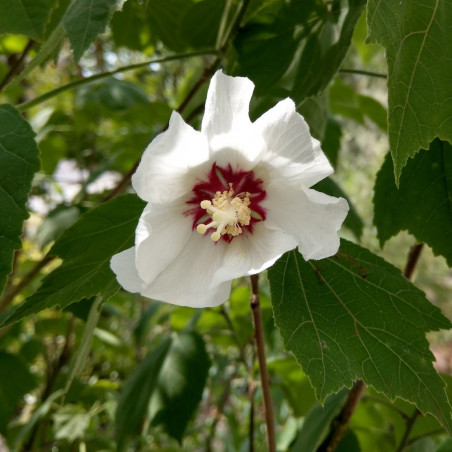 Hibiscus paramutabilis