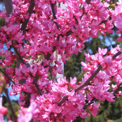 Cercis Appalachian red