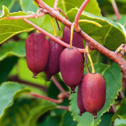 Actinidia purpurna sadowa