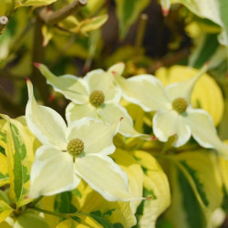 Cornus tri-splendor