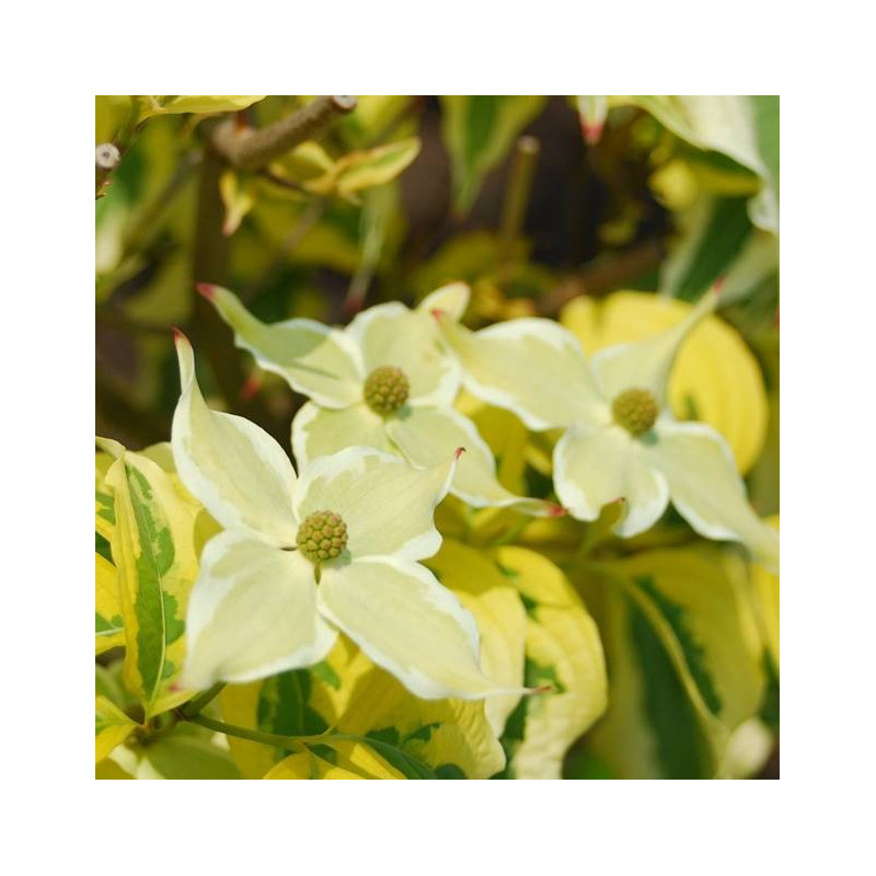 Cornus tri-splendor