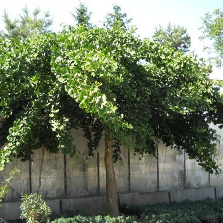 Ginkgo pendula