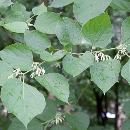 Alangium chinense