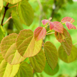 Cercidiphyllum strawberry