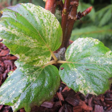 Schizophragma burst of light