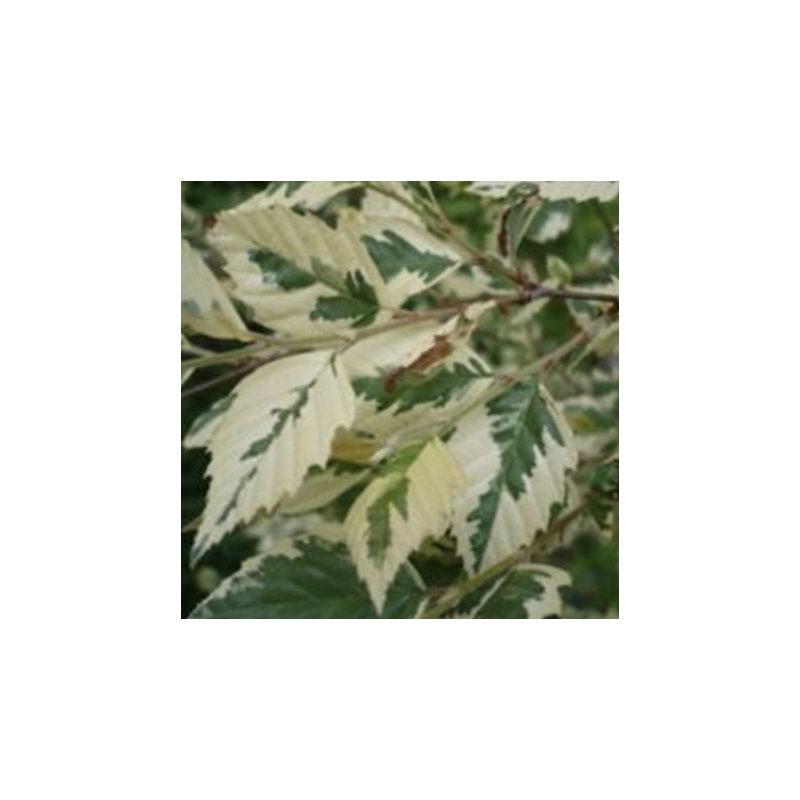 Betula nigra shiloh splash Betula nigra shiloh splash