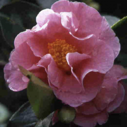 Camellia Lasca beauty