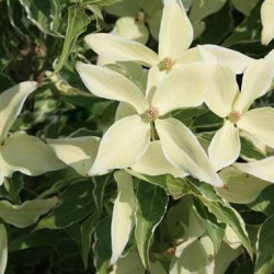 Cornus kousa Teresa