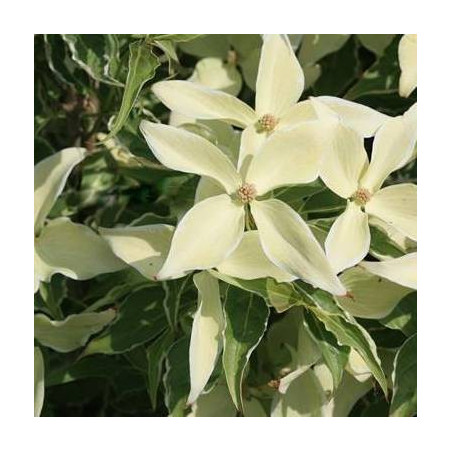 Cornus kousa Teresa