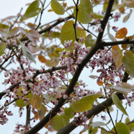 Cercis gigantea