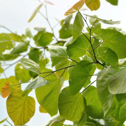 Cercis gigantea