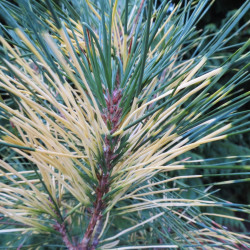 Pinus densiflora golden ghost