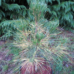 Pinus densiflora golden ghost