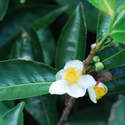 Camellia yunnanensis