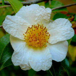 Camellia yunnanensis