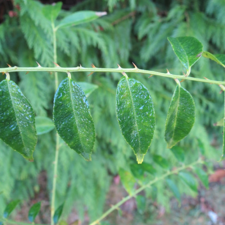 Zanthoxylum oxyphyllum