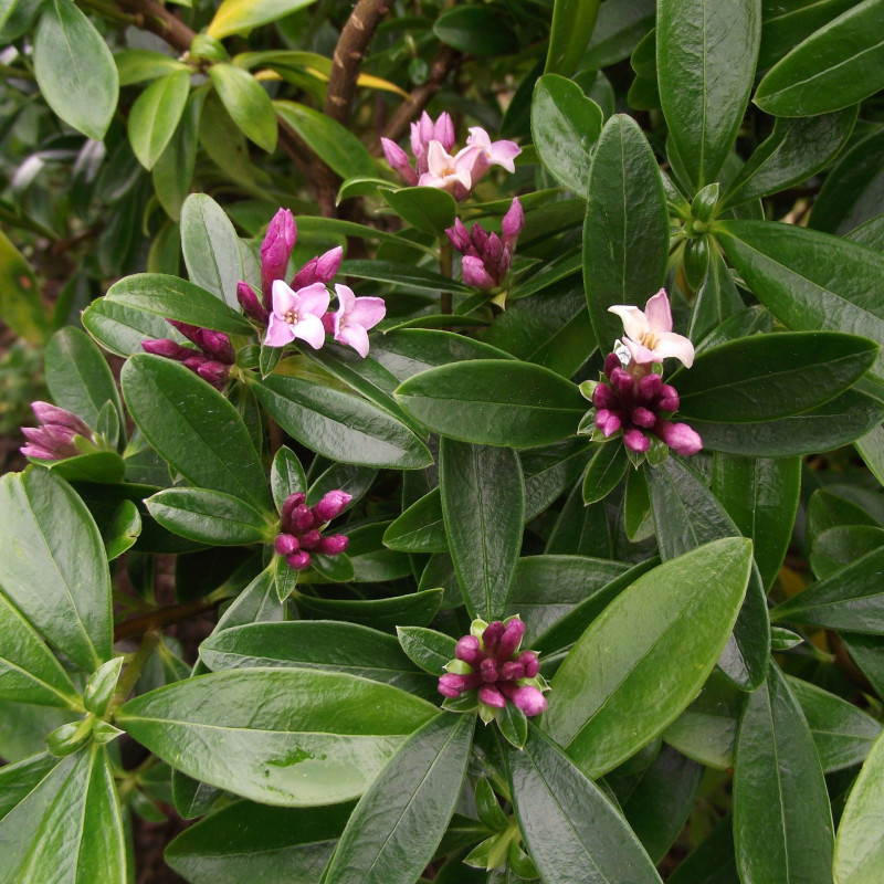 Daphne sweet amethyst