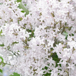 Syringa flowerfesta white®