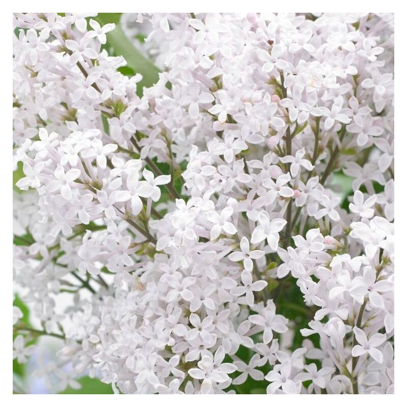 Syringa flowerfesta white®