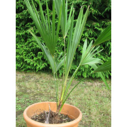 Trachycarpus oreophilus 20 l