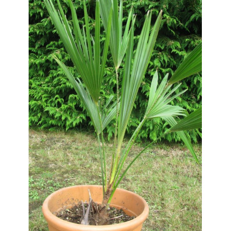 Trachycarpus oreophilus