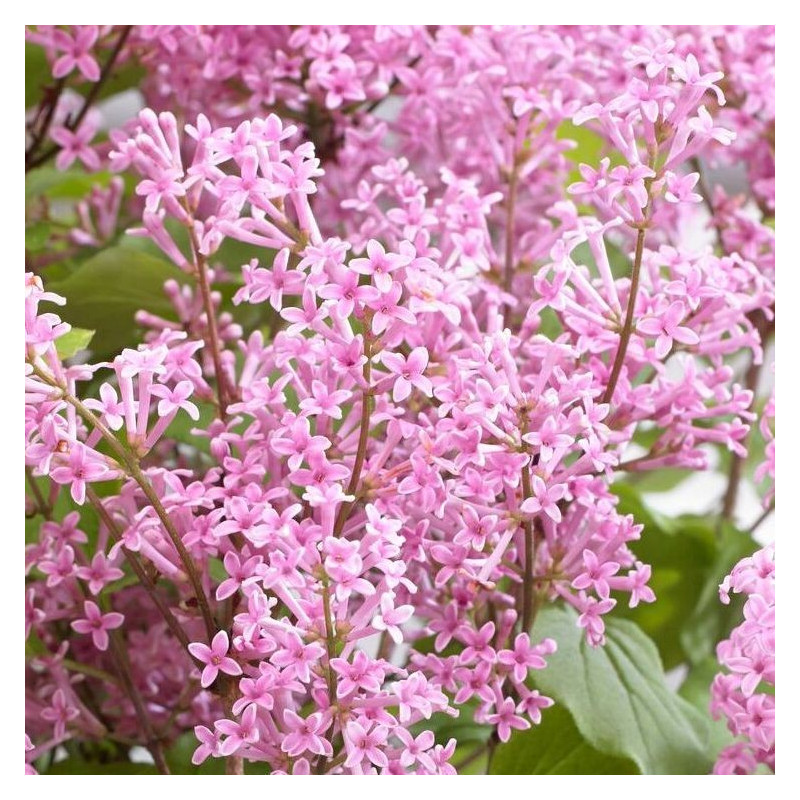 Syringa flowerfesta pink®