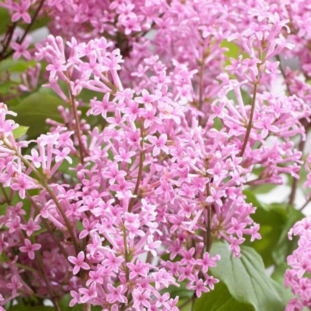 Syringa flowerfesta pink®