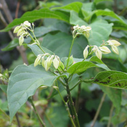 Clerodendron trichotomum shiro